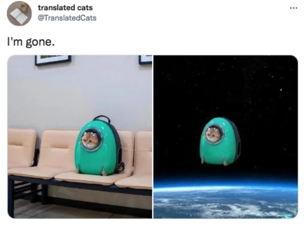 funniest tweets of the week - multimedia - translated cats I'm gone.