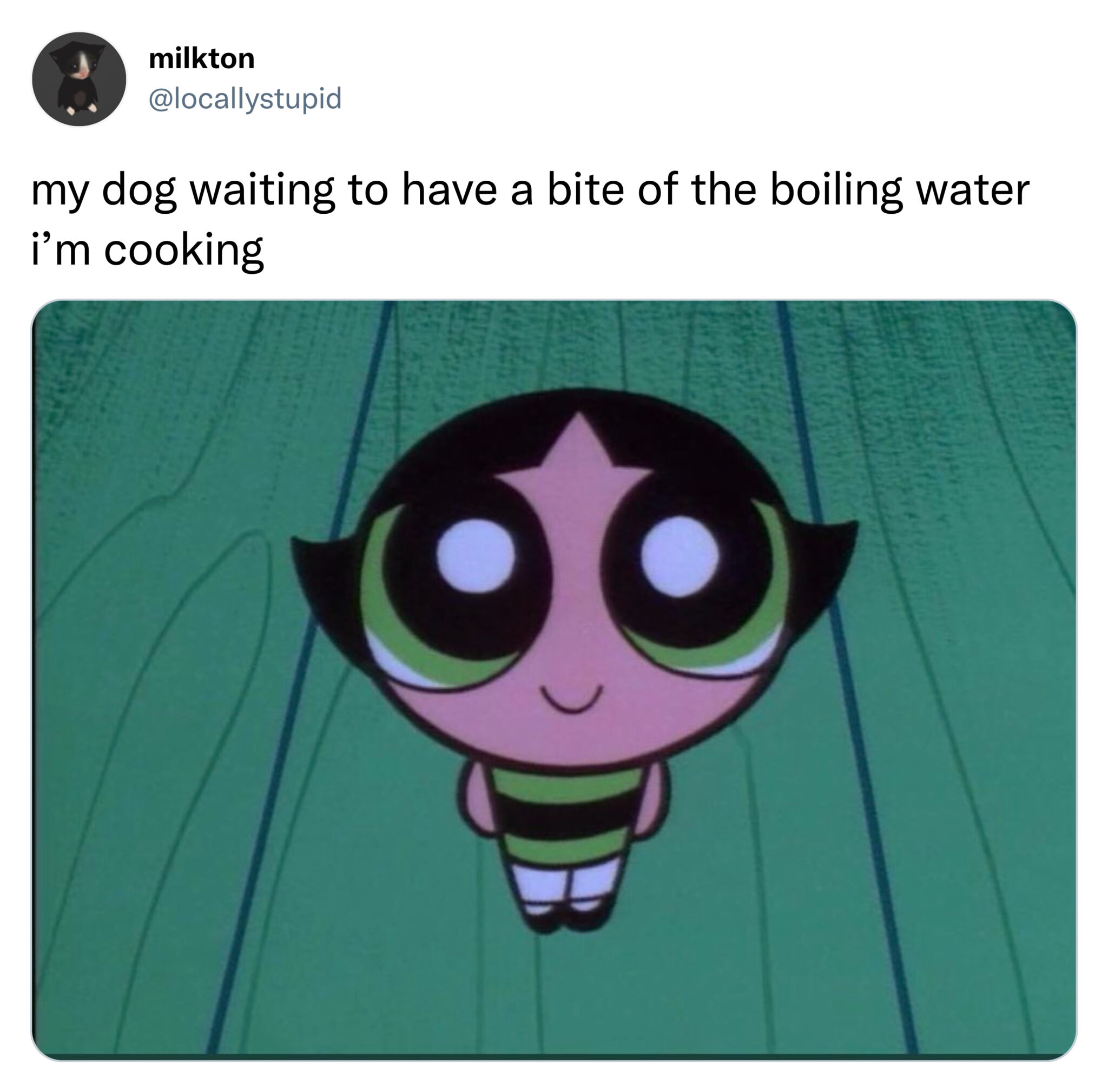 funniest tweets of the week - milkton my dog waiting to have a bite of the boiling water i'm cooking do
