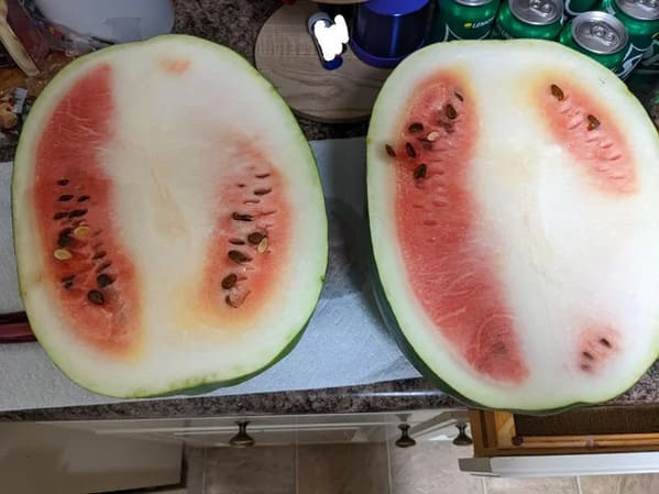 “This watermelon that I grew”