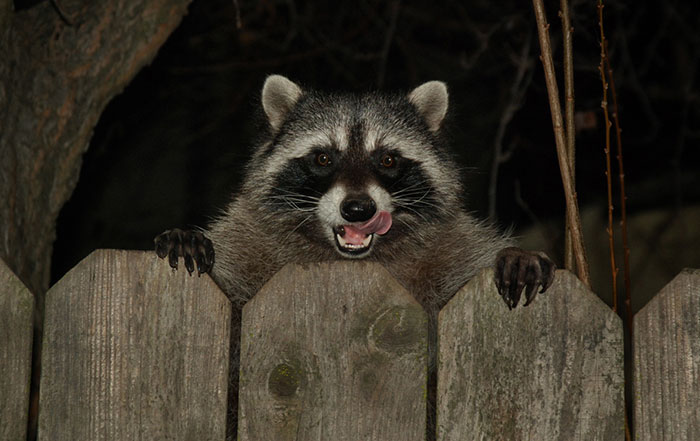 Not me, but a doctor friend. Woman came into the ER with a blanket over her, everyone assumed she was breastfeeding a baby. ….. turned out everyone was right except it was a RACCOON.