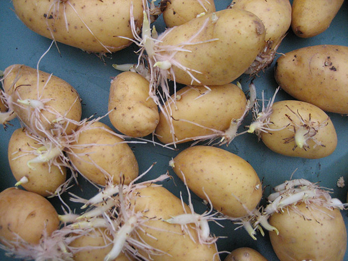 When at high school a mates mum was a nurse and told us about an old lady that came in complaining about sprouts growing down below, on examination there was in fact sprouts growing out of her. Turns out her memory wasn't the greatest and had used a potato to aid with a prolapsed uterus and forgotten about it.