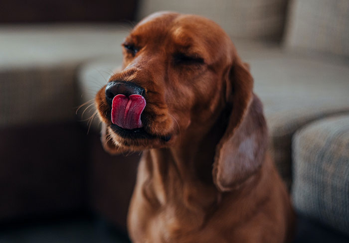 Nurse here: a guy who let his dog lick his diabetic ulcer on his foot because “the dog liked it”. He got a nasty infection, led to sepsis.