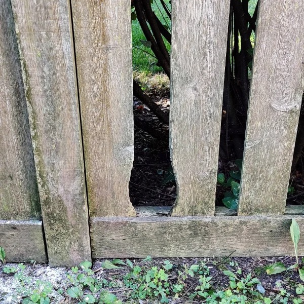 “Generations of bunnies have worn a perfect groove in my neighbor’s fence.”