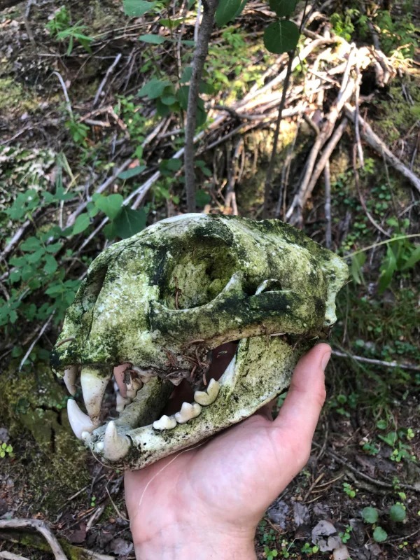 “Found a cougar skull in the woods.”