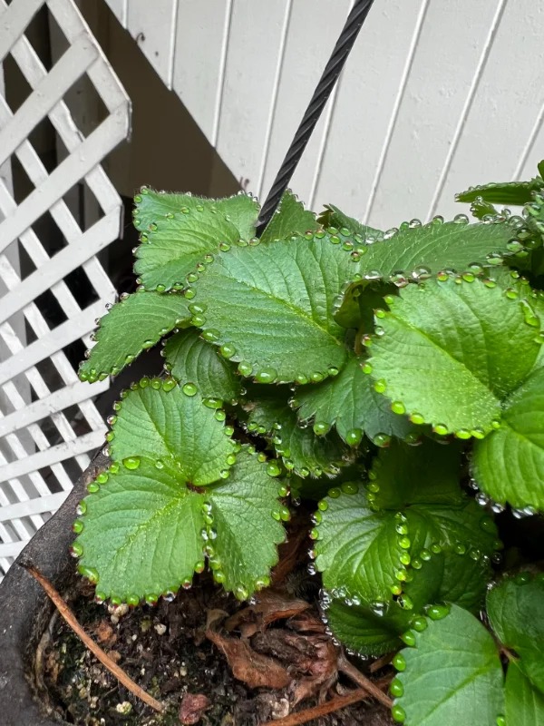 “The way these water droplets collected on the edge of my strawberry plant.”