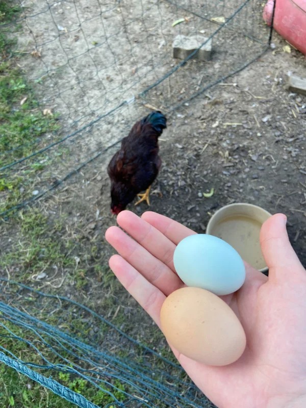 “My friends chicken sometimes lays green eggs.”