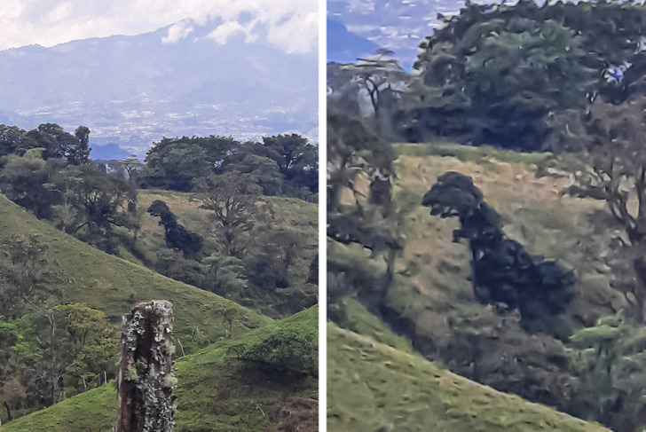 “This tree I found while hiking looks like a T-Rex.”