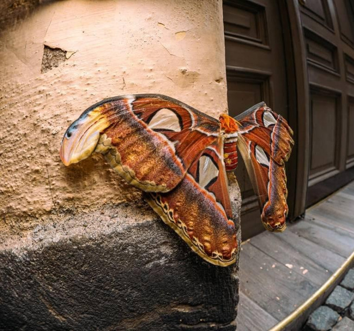 “Huge butterfly found in Stockholm, Sweden”