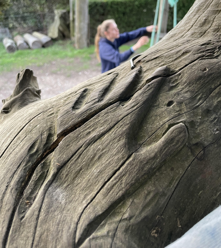 “Found this handprint on a tree.”