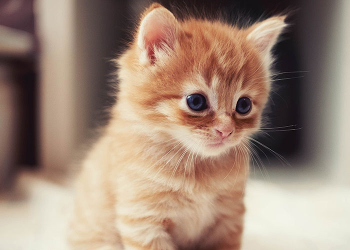 little orange cat