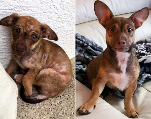 “I adopted him just a month ago. We can’t believe it’s the same dog.”