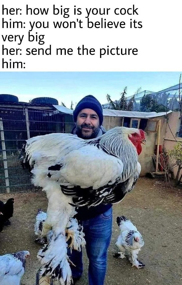 brahma chicken - her how big is your cock him you won't believe its very big her send me the picture him