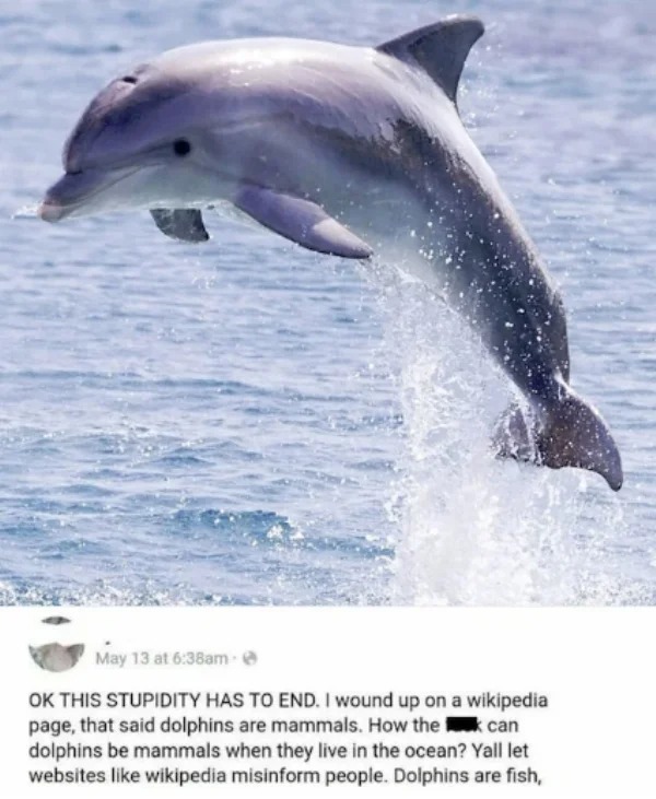 dumb people posts - dolphin animal - May 13 at am Ok This Stupidity Has To End. I wound up on a wikipedia page, that said dolphins are mammals. How the can dolphins be mammals when they live in the ocean? Yall let websites wikipedia misinform people. Dolp