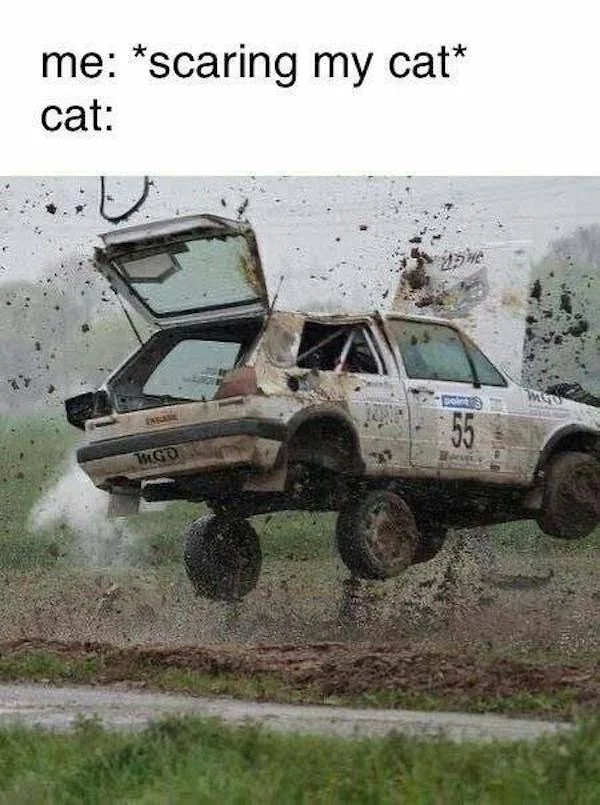 funny pics - off roading - me scaring my cat cat ... Mgo point 55 H