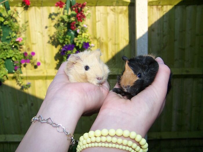 It is forbidden to own a single Guinea pig in Switzerland. You must have two.