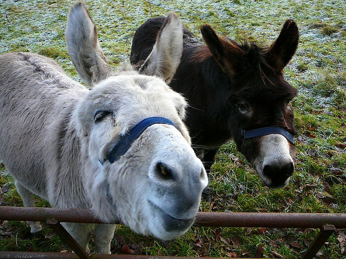 It’s Illegal To Keep Donkeys In A Bathtub In Georgia, USA, It’s Illegal To Have A Sleeping Donkey In A Bathtub In Arizona And In Oklahoma They Can’t Sleep In A Bathtub After 7pm