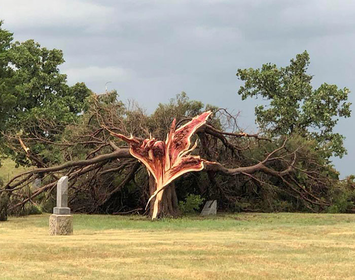 craze weather pics - exploded tree