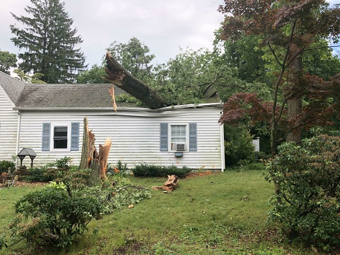 craze weather pics - tree fell on house reddit