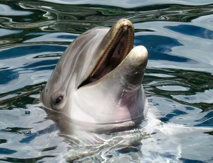 Dolphins can and will pick stuff up and move it around using their penises