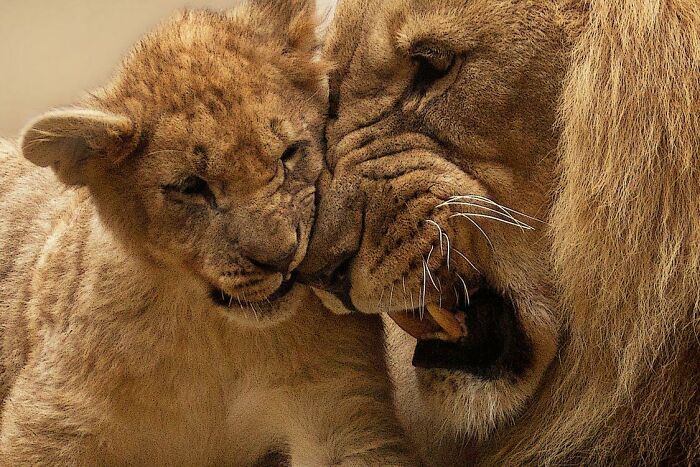 When a male lion takes over a pride he will engage in infanticide and kill (and/or eat) all of the cubs that the previous male breed.

I know more disturbing facts than I care to admit.