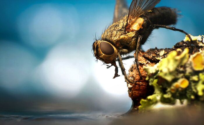 When a fly lands on your food it vomits on it to prepare to eat it