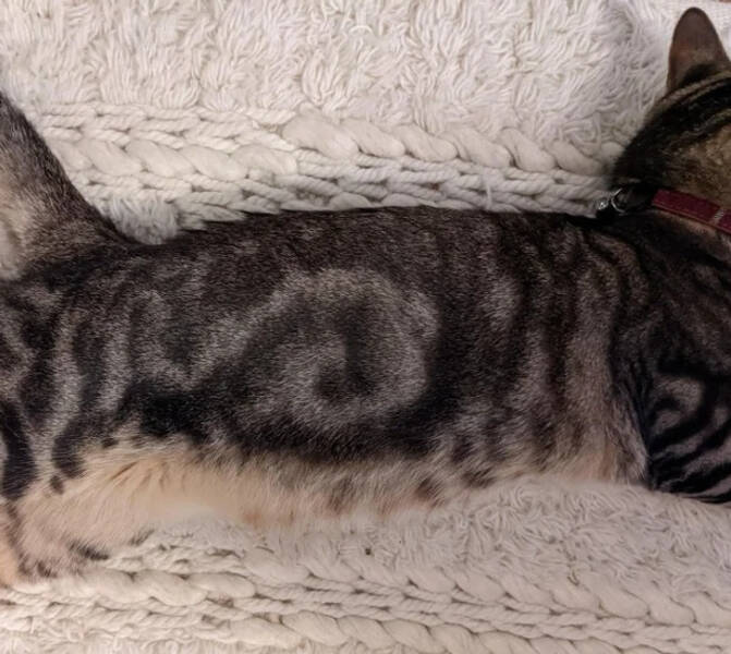 “My cat has a spiral on his side.”