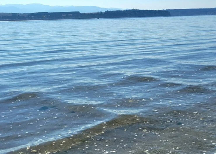 “Cross tide turns the beach into a chess board.”