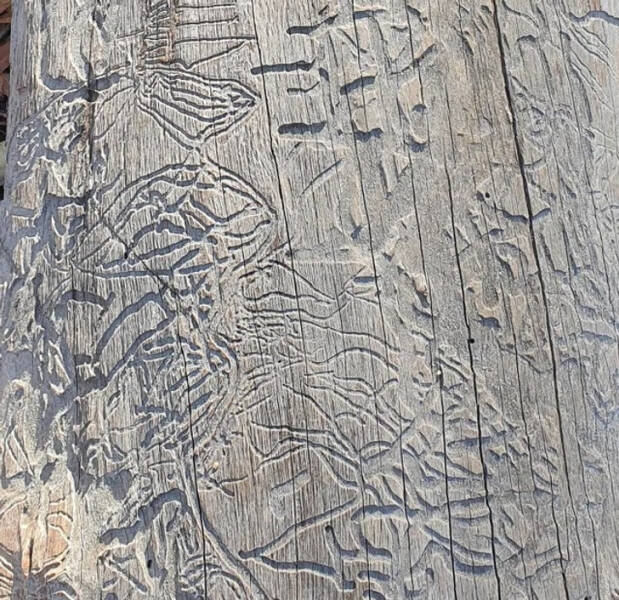 “The worm patterns on this fallen tree look like an aerial image of canyons and roads.”