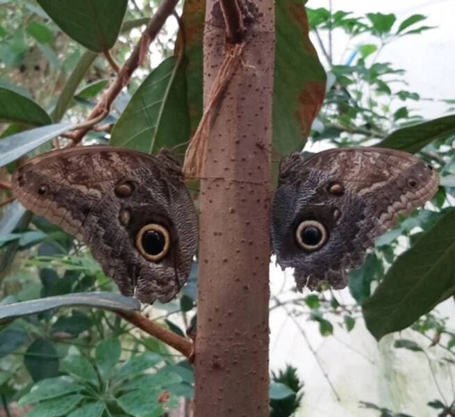 “2 butterflies resting together look like a set of eyes.”