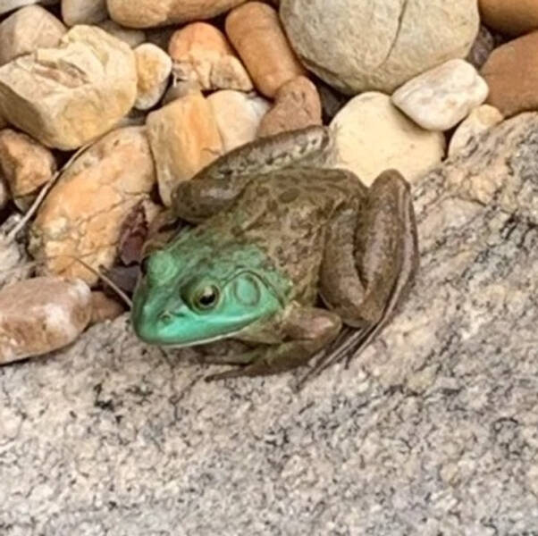 “This frog looks like it’s made of copper. Complete with oxidation. But it’s real.”