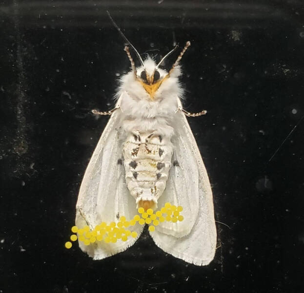 “This moth is laying eggs on a window.”