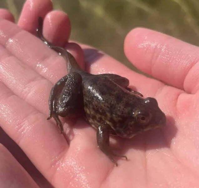 “Tadpole that was basically a frog, but with a tail”