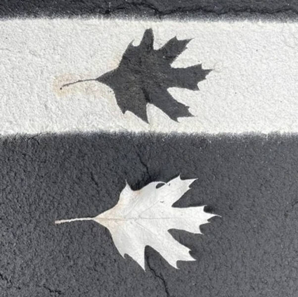 “Parking lot paint job caught this leaf.”