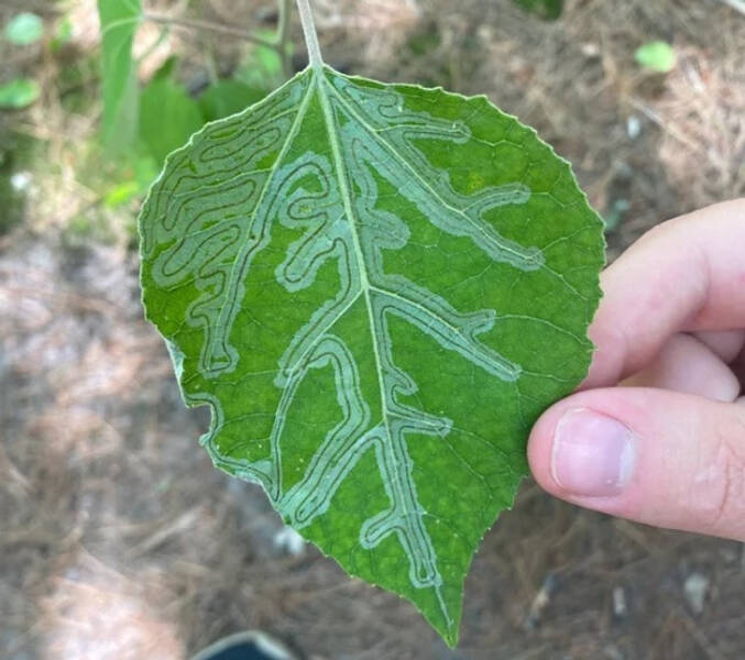 “A cool pattern on this leaf”