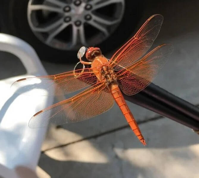 “This dragonfly that landed on my fishing pole”