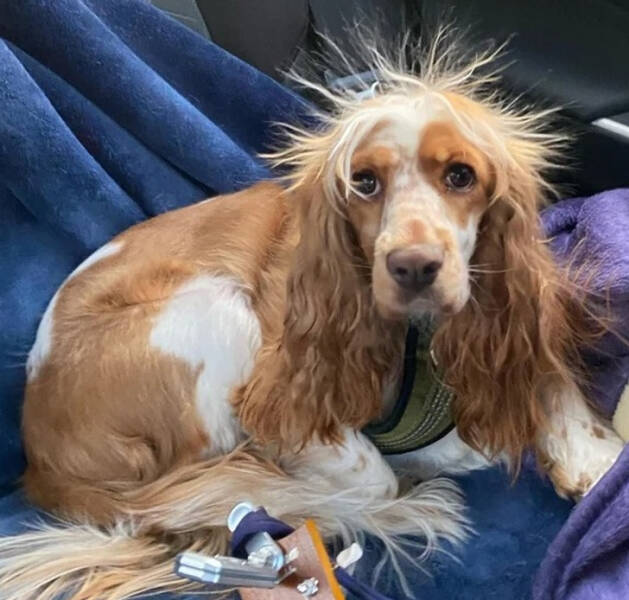 “My friend rolled around too much on the road trip blanket.”