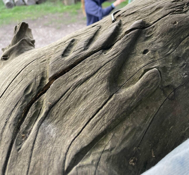 “I found this handprint on a tree.”