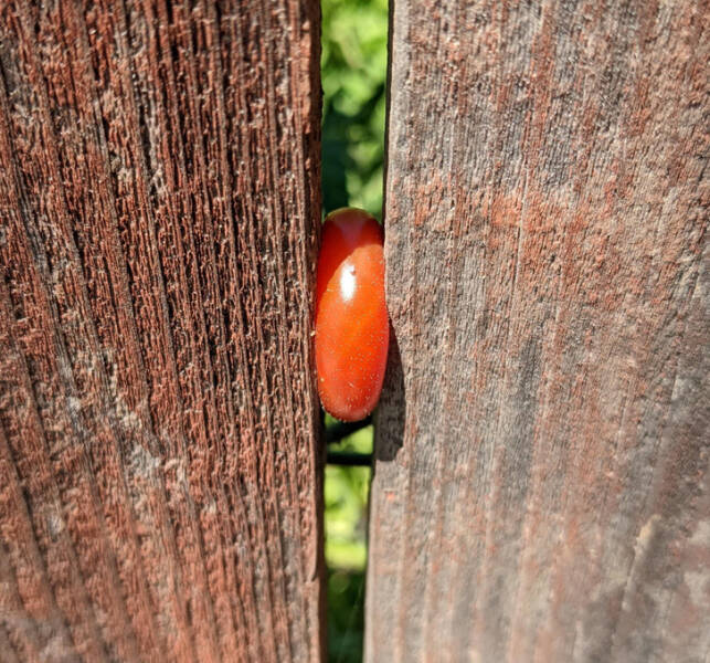 “This tomato growing between the fence boards”