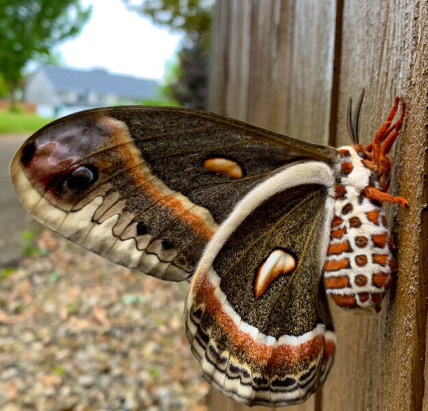 “The Cecropia is the largest moth species in North America, and yesterday this dude chose my fence to rest for a while.”