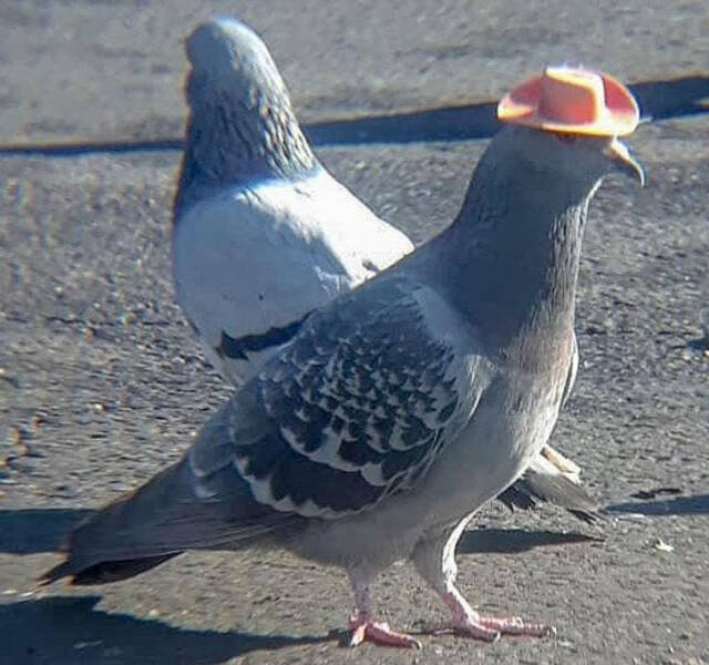 “This pigeon wearing a hat”