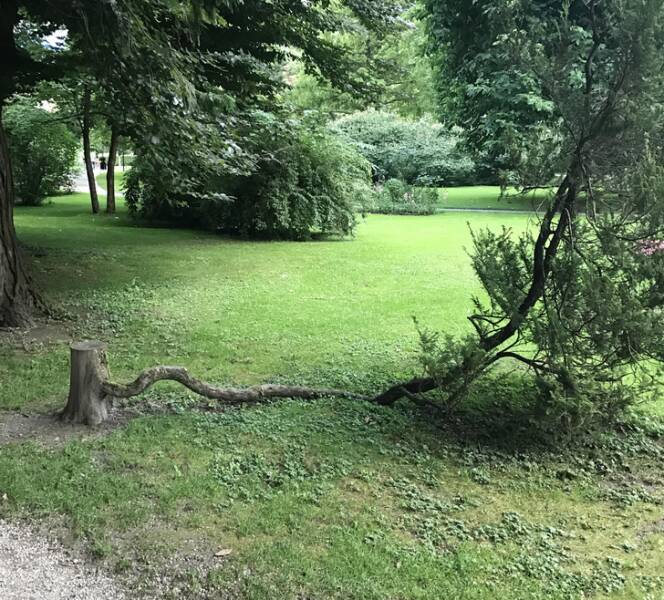 “This tree that refuses to die.”