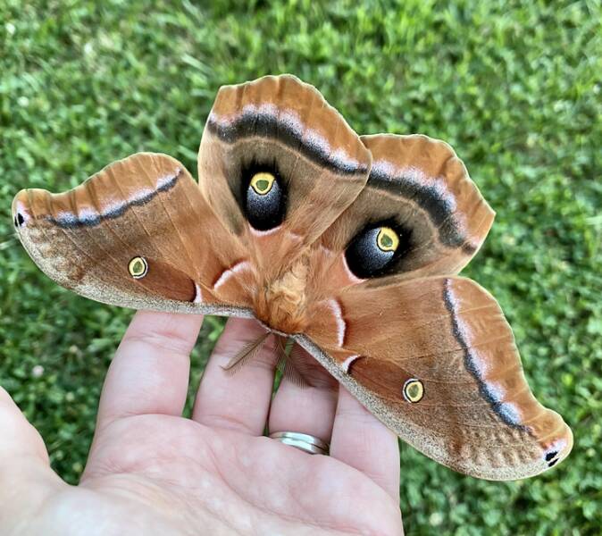 “I saw this beauty on our walk tonight.”