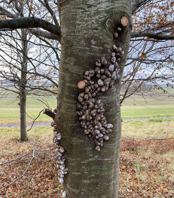 “A snail colony stuck to a tree”