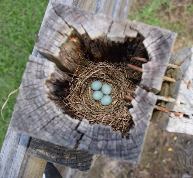 “Robin‘s nest in the top of a fence post”