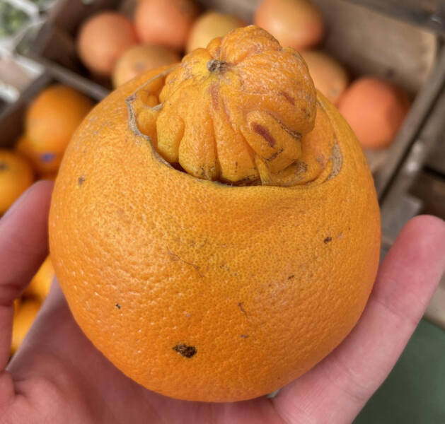 “This orange is growing an entire second orange.”