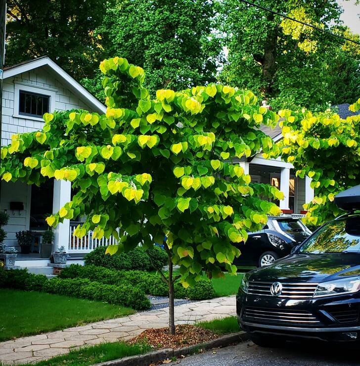 “The way the leaves grow on this tree makes it look blurry.”