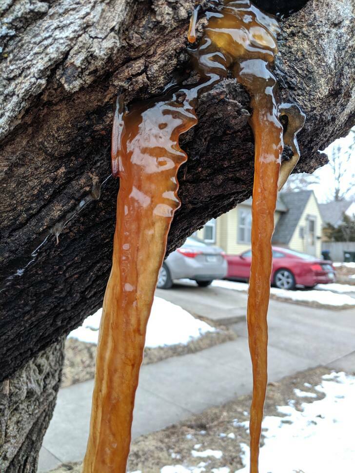 “These tree sap icicles I found.”