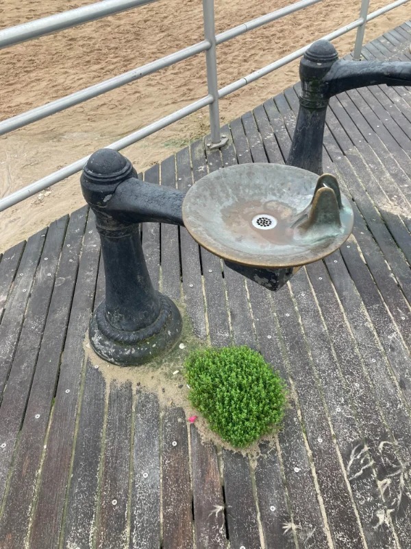 “the foliage sprouting from this water fountain’s spillage”