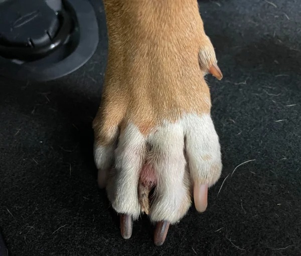 “My dog is growing an extra toe in between her toes. She’s 5 and it started showing 3 weeks ago.”