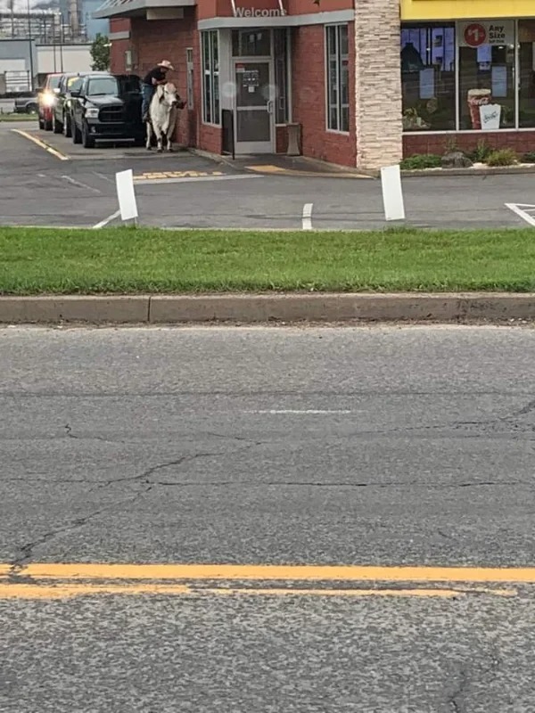 “this person riding a cow though the McDonald’s drive thru.”